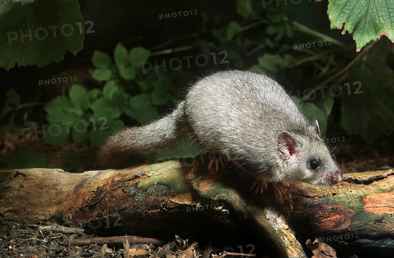 Edible dormouse