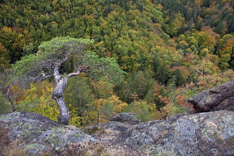 Scots pine