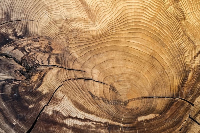 375 year old Montezuma bald cypress
