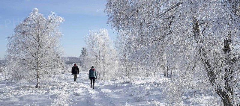 Two walkers walking among birch trees covered in white frost in winter at the Hoge Venen