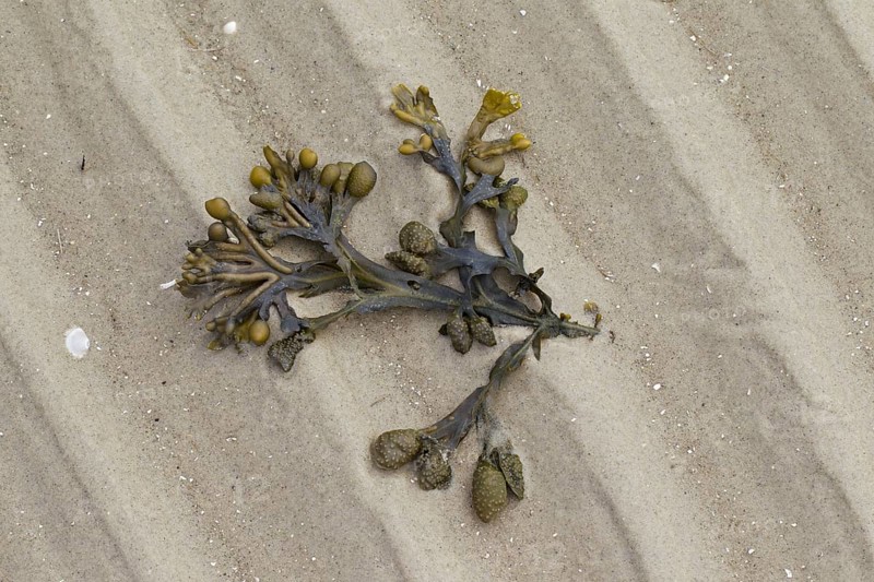 Bladder wrack
