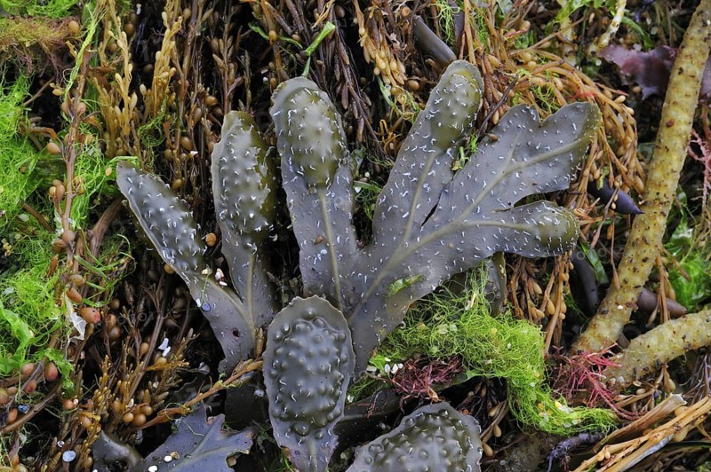 Spiral wrack