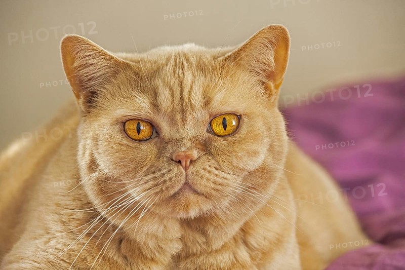 British Shorthair domesticated cat in house