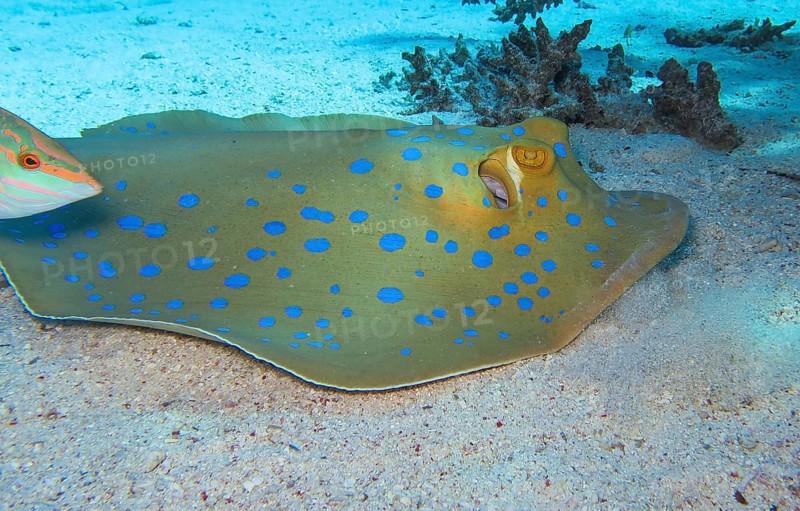 Bluespotted ribbontail ray