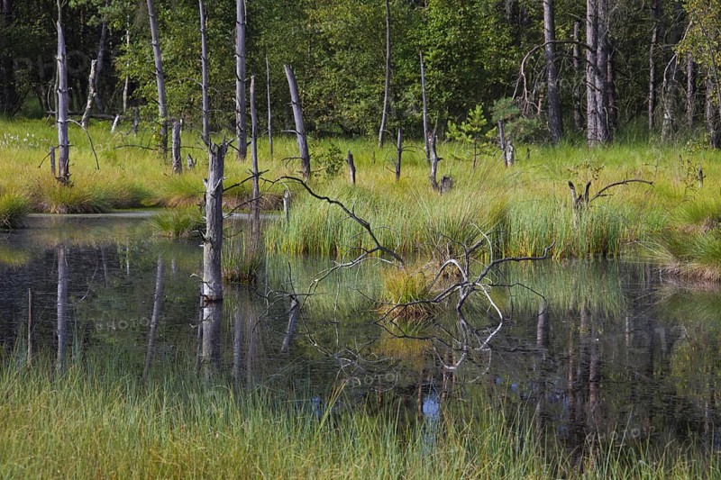 Pietzmoor