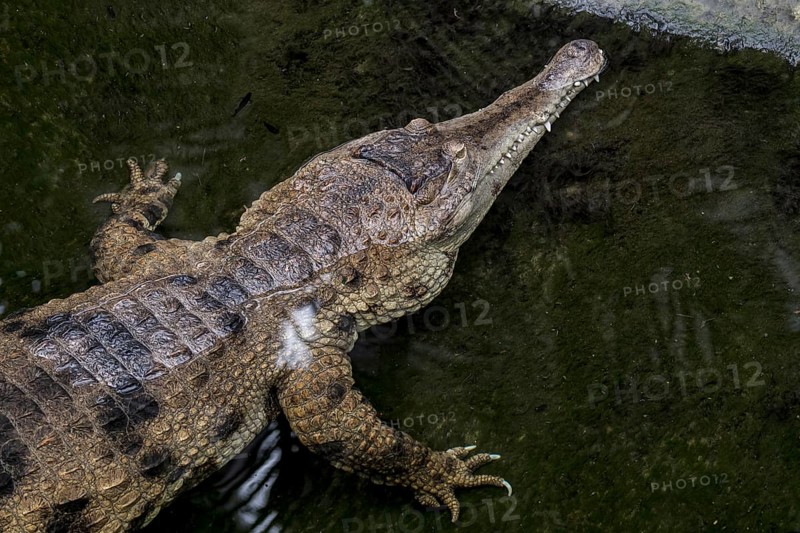 West African slender-snouted crocodile