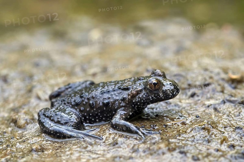 European fire-bellied toad