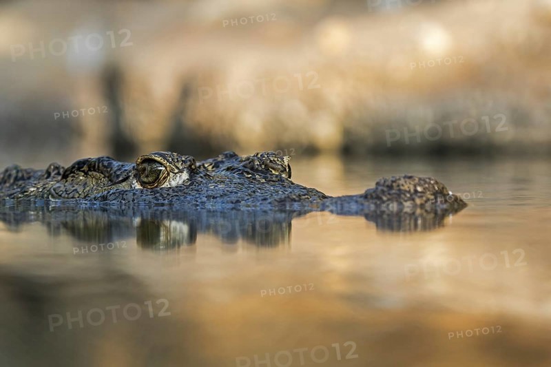 Nile crocodile