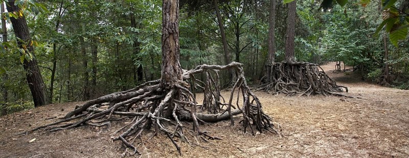 Exposed roots of Scots Pine
