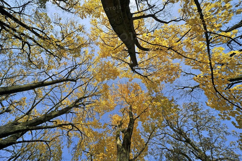 Norway maple