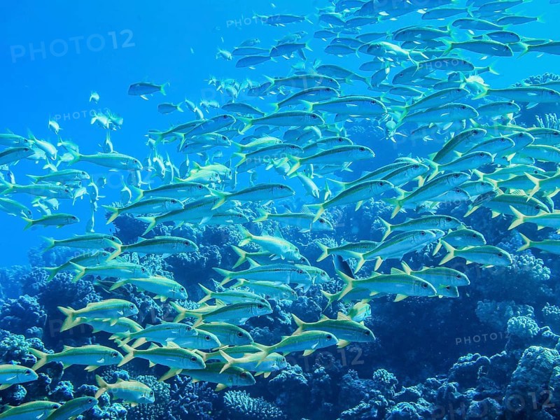 Shoal of yellow snapper fish