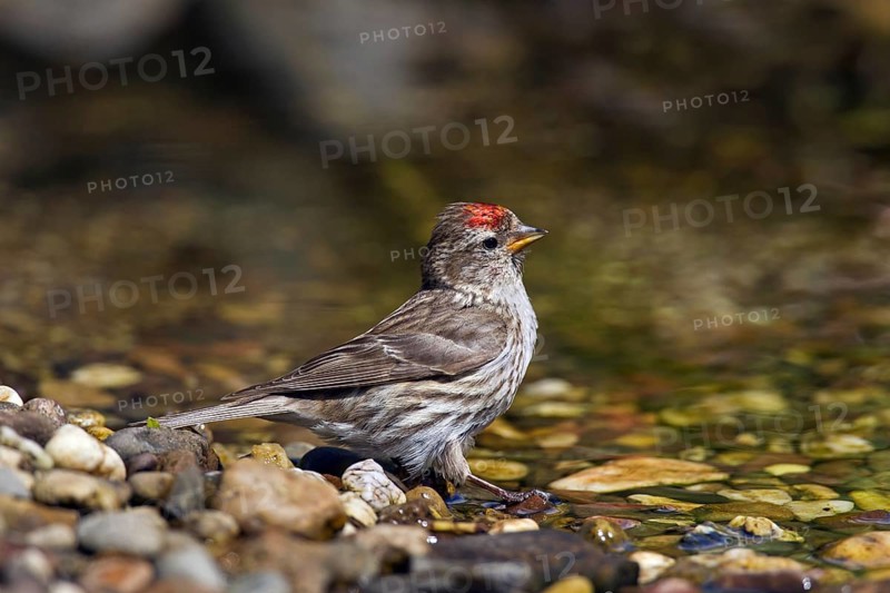 Common redpoll