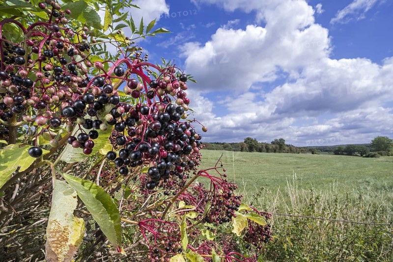 European elder