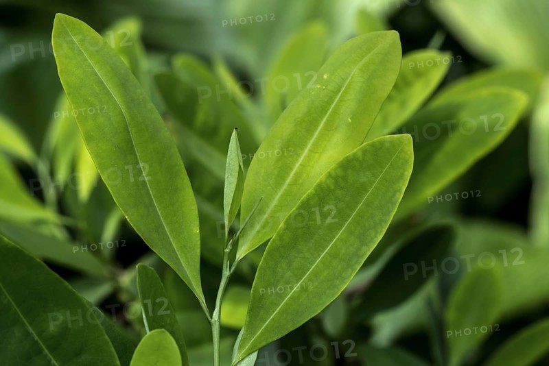 Amazonian coca
