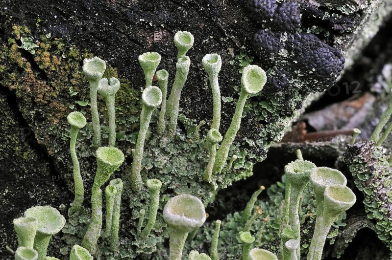 Pixie-cup lichen