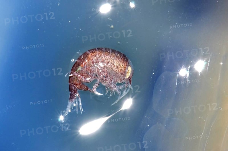 A hyperiid amphipod