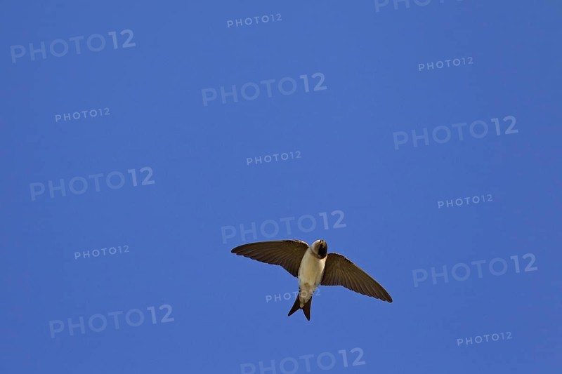Common House Martin