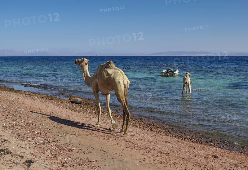 Camels as mounts for tourists