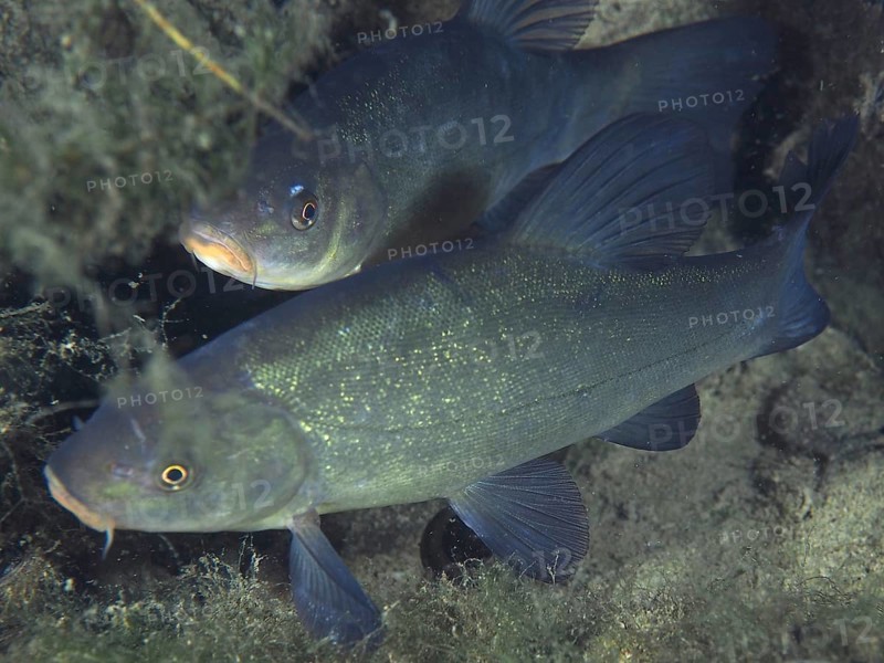 Tench