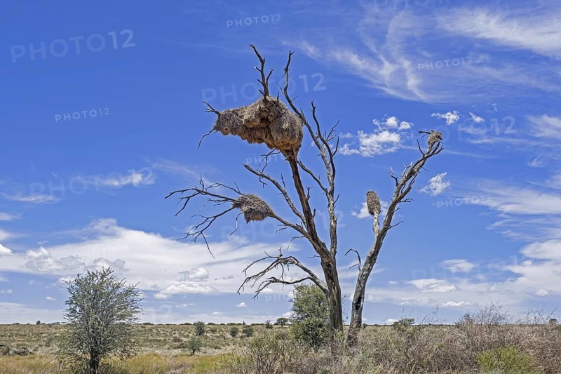 Sociable weaver