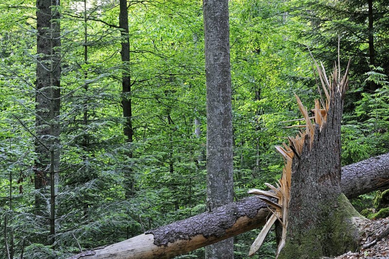 Broken tree trunk