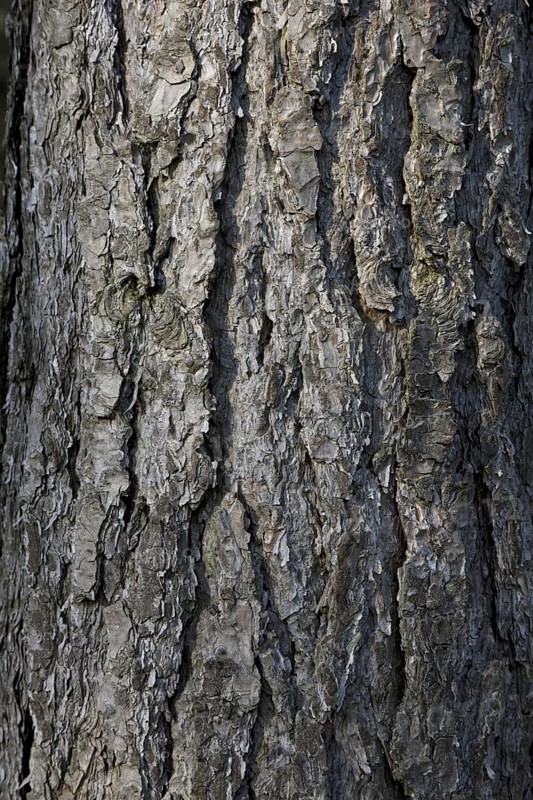 European black pine
