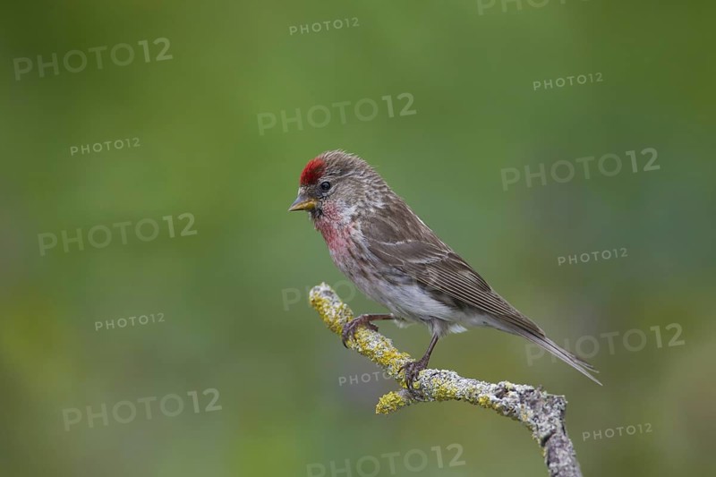 Common redpoll