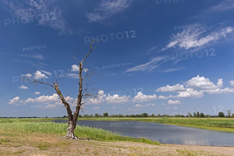 Dead tree trunk on bank of tributary stream of the river Oder at Oderbruch
