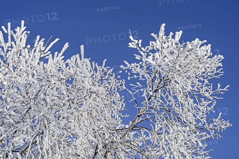 Twigs and branches of downy birch