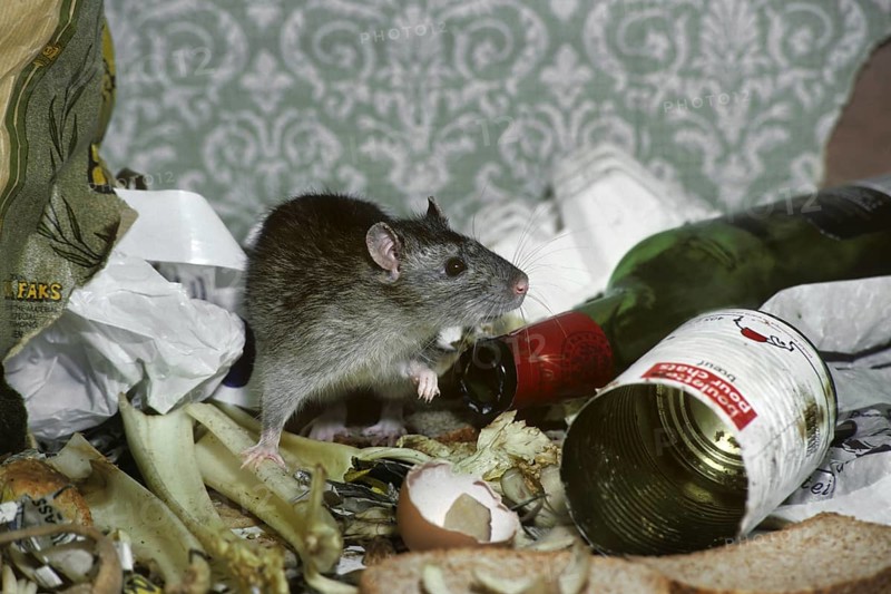 Brown rat