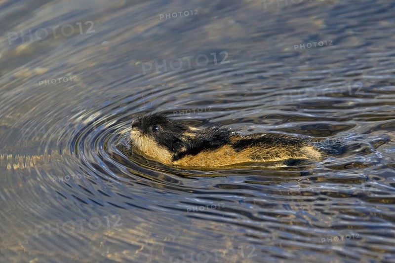 Norway lemming