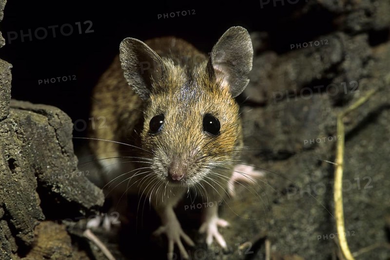European wood mouse