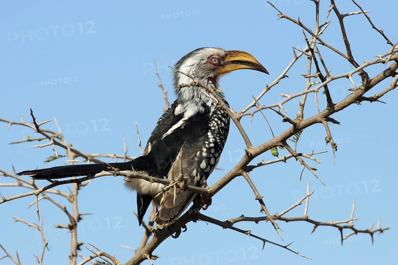 Southern yellow-billed hornbill
