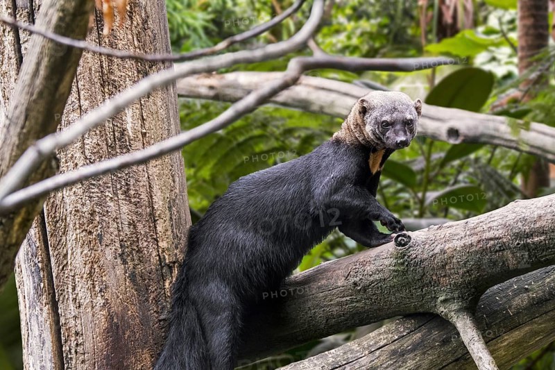 Tayra