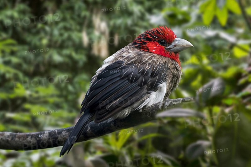 Brown-breasted barbet