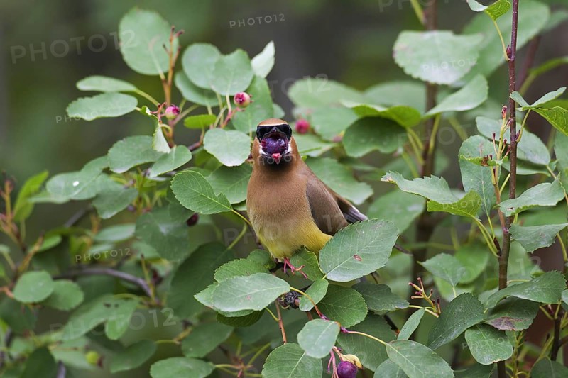 Cedar waxwing