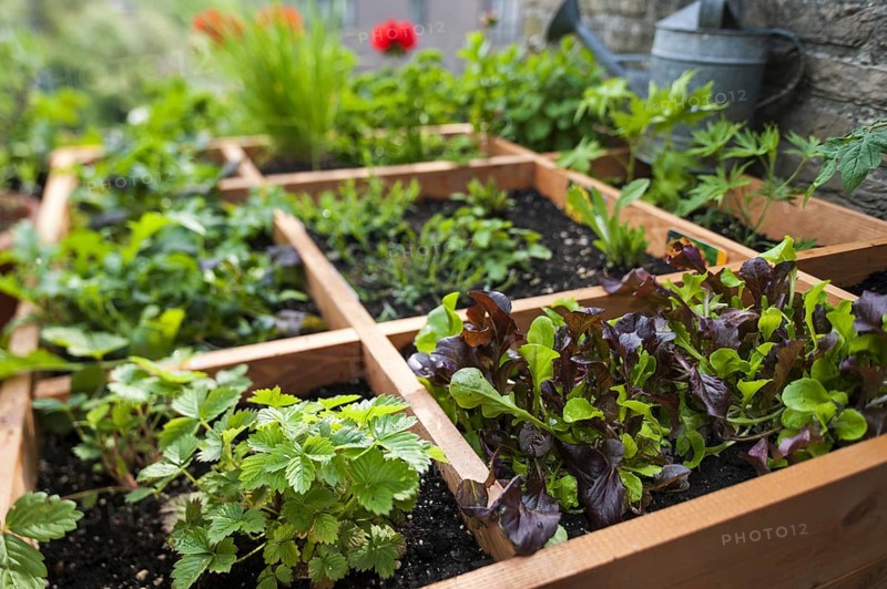 Square foot gardening by planting flowers