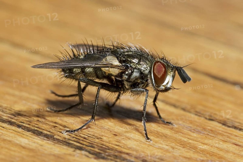 House fly