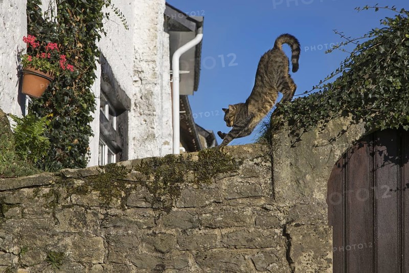 House cat