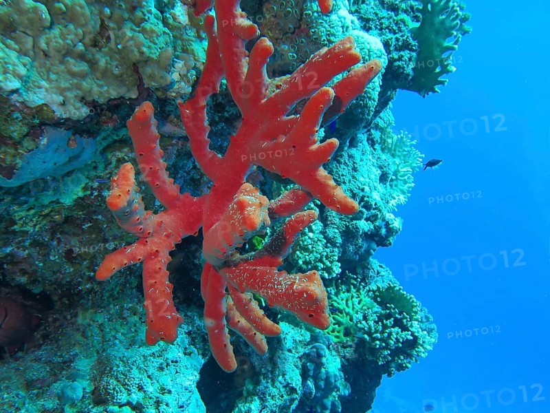 Red coral