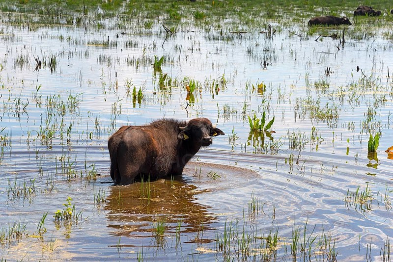 Water buffalo