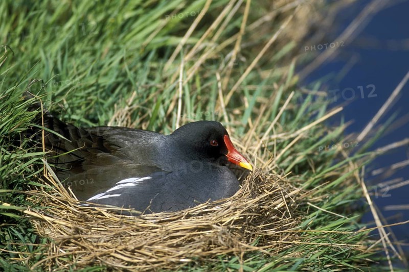 Common moorhen