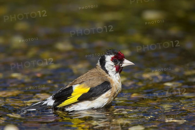 European goldfinch