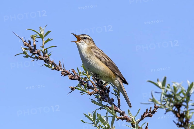 Sedge warbler