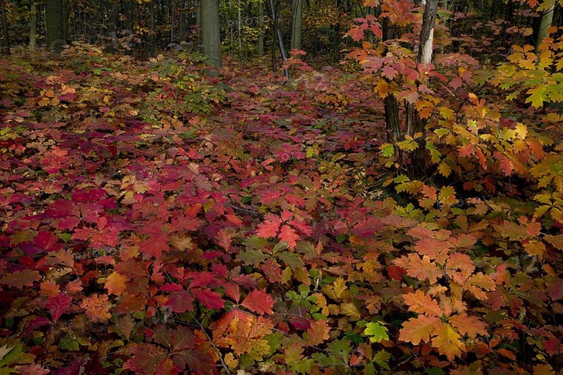 Northern red oak