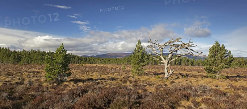 Dead Scots pine