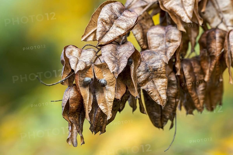 Seed pods of goldenrain tree