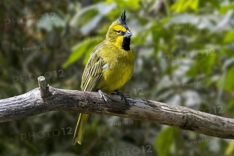 Yellow cardinal