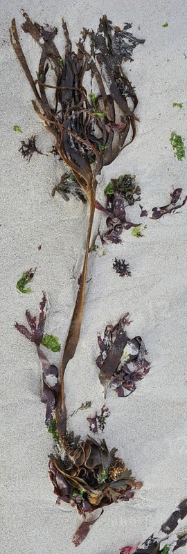 Furbellow kelp