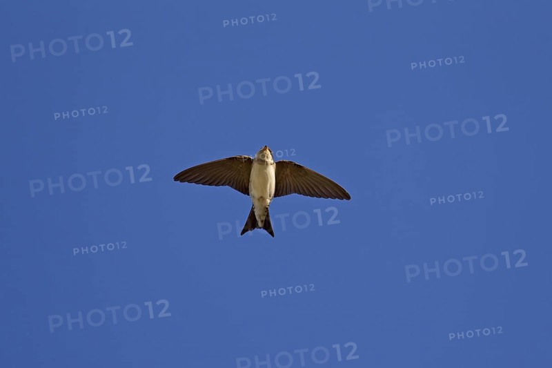 Common House Martin